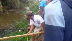 Niat Mencari Pakan Ternak, Seorang Pria di Mamuju Tengah Tewas Diterkam Buaya