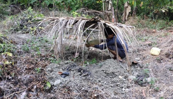 Kekeringan Landa Majene, Tanaman Petani Terancam Mati Disiram Pakai Jerigen Tapi Tidak Mempan