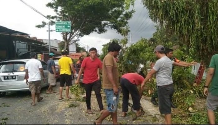 Ancam Pengguna Jalan, Komunitas Sepeda Pazzolle Gotong Royong Tebang Pohon Tua di Kalukku