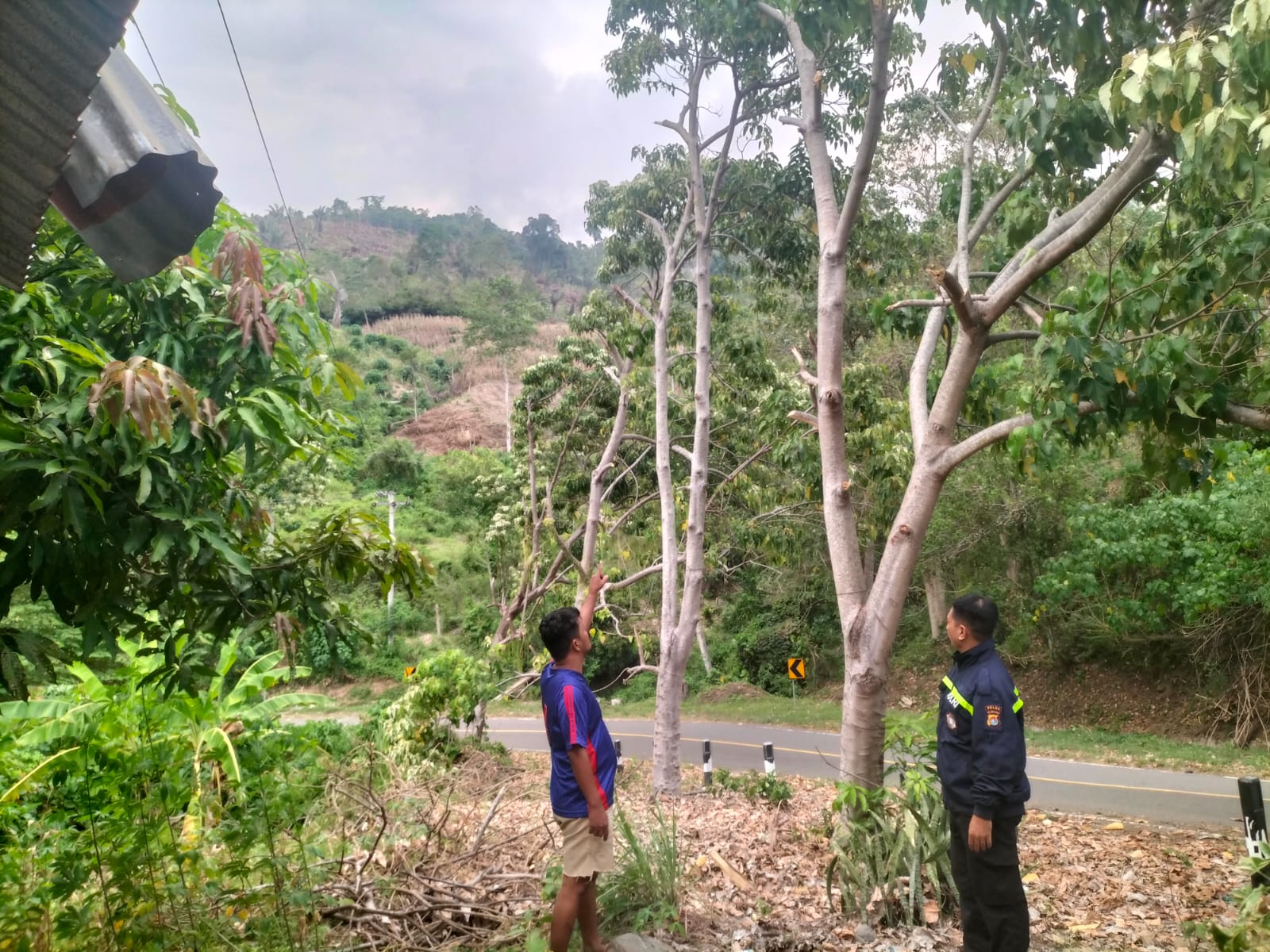 PLN Tebang Pohon Warga Mamuju