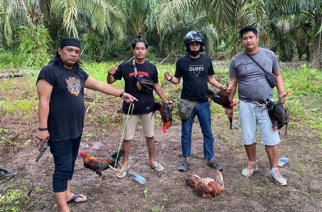 Sabung ayam di Leling