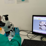 Kopi Mamasa diekspor ke Malaysia