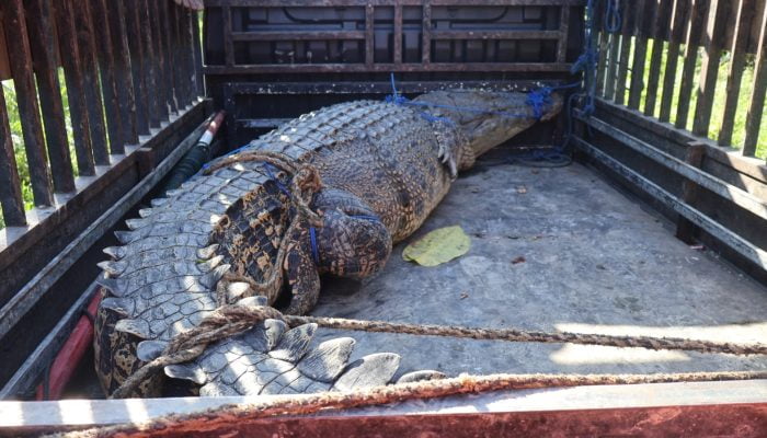 Buaya Berukuran 3,5 Meter Ditangkap di Sungai Kadaila, Saat Korban Dalam Pencarian