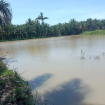 Diterkam buaya di Karossa