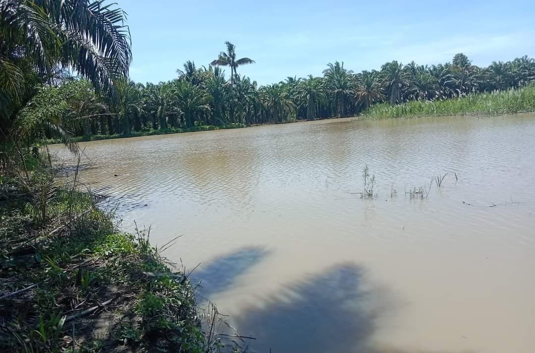 Diterkam buaya di Karossa