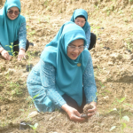 PKK Sulbar Tanam Cabai