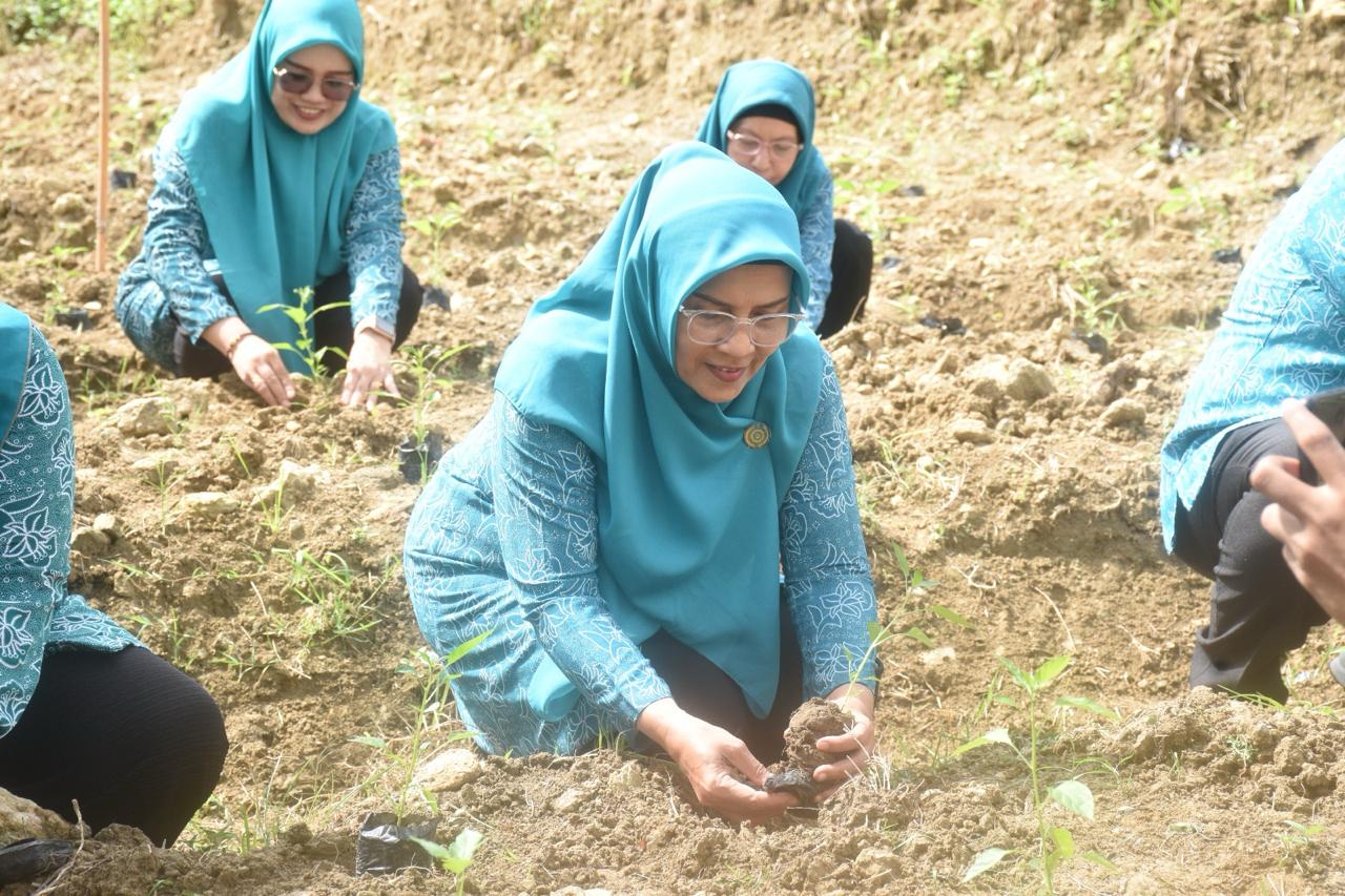 PKK Sulbar Tanam Cabai