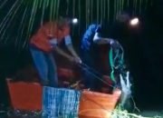 Seekor Buaya di Topoyo Mamuju Tengah Muncul di Pemukiman, Berhasil Dievakuasi