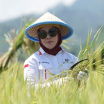 Panen Padi di Kalukku