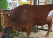 Sapi Kurban Jokowi Idul Adha 2024 di Sulbar Seharga 100 Juta