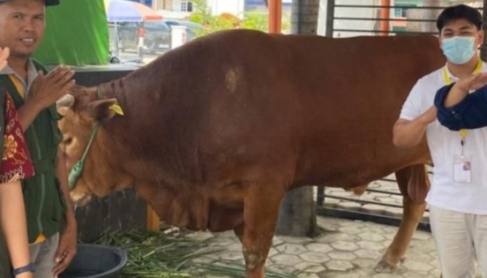 Sapi Kurban Jokowi Idul Adha 2024 di Sulbar Seharga 100 Juta