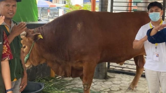 Sapi Kurban Jokowi di Sulbar