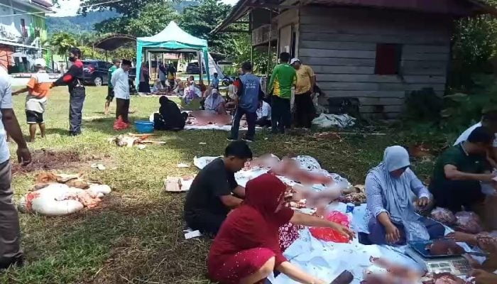 3 Ekor Sapi Kurban di Mamuju Ditemukan Cacingan, Dagingnya Ludes Terbagi