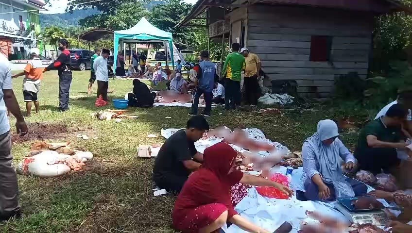 Sapi cacingan di Mamuju