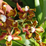 Anggrek Trichotosia Andreas