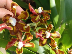 Anggrek Trichotosia Andreas