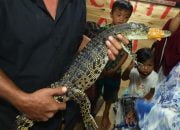 Anak Buaya di Mamuju Yang Ditemukan Saat Banjir, Ternyata Hewan Peliharaan