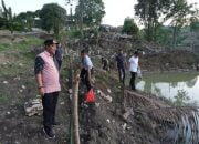 50 Ribu Bibit Ikan Nilai di Tebar di Kolam Pemprov Sulbar