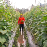 Petani di Sulbar Keluhkan Pupuk langka