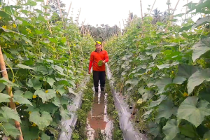 Petani di Sulbar Keluhkan Pupuk langka