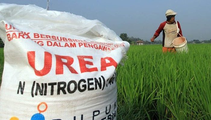 Misteri Pupuk Subsidi Langka di Mamuju, Mafia atau Masalah Distribusi?  