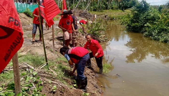 Peringati HUT 78 Tahun Megawati, PDIP Mamuju Tanam Mangrove di Pesisir Kalukku