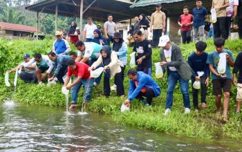 Pemprov Sulbar Canangkan Tebar 100 Juta Ikan Nila, 50 Ribu Ditebar di Kali Mamuju