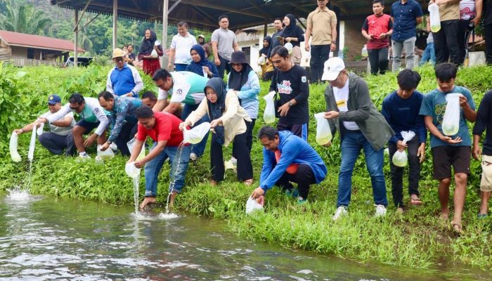 Pemprov Sulbar Canangkan Tebar 100 Juta Ikan Nila, 50 Ribu Ditebar di Kali Mamuju