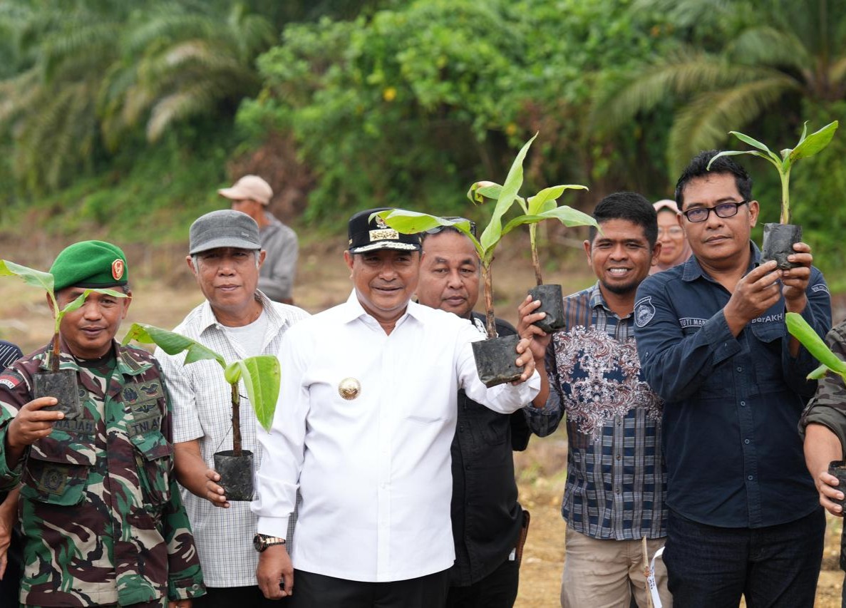 Tanam pisang di Pasangkayu