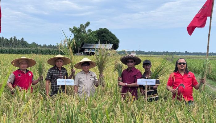 Anggota DPR RI Agus Ambo Djiwa Salurkan Bibit Pertanian Untuk 21 Ribu Hektar Lahan di Sulbar