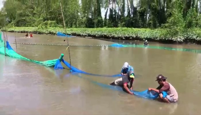 Berburu Penja di Budong-Budong : Ikan Endemik Jadi Sumber Nafkah yang Terancam Tambang Pasir