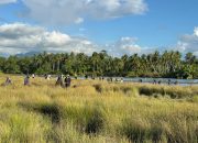 Jaga Muara Kalukku Dari Abrasi dan Tambang Pasir, Warga Tanam 1.500 Pohon Mongrove