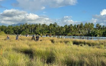 Mangrove di Muara Kalukku
