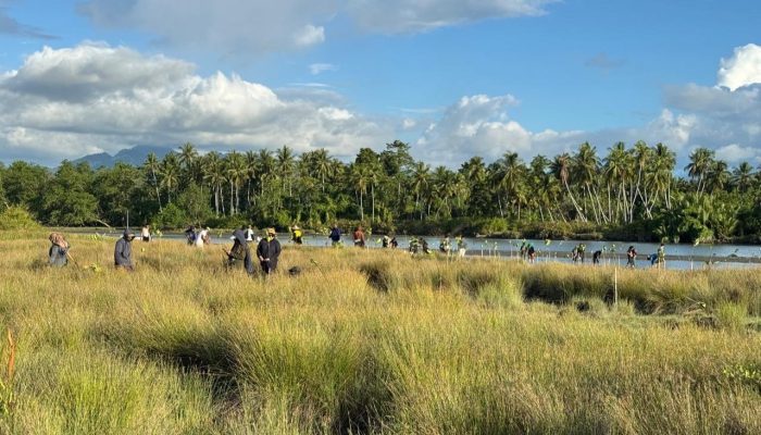 Jaga Muara Kalukku Dari Abrasi dan Tambang Pasir, Warga Tanam 1.500 Pohon Mongrove