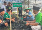 Gerakkan Centra Kemandirian Ekonomi, GP Ansor Buka Usaha Pembibitan Kakao di Sulbar