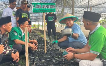 Gerakkan Centra Kemandirian Ekonomi, GP Ansor Buka Usaha Pembibitan Kakao di Sulbar