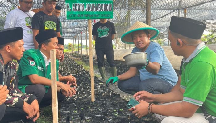 Gerakkan Centra Kemandirian Ekonomi, GP Ansor Buka Usaha Pembibitan Kakao di Sulbar