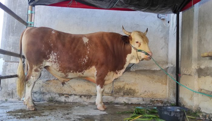 Sapi Kurban Presiden Prabowo Disebar ke 6 Kabupaten di Sulbar, Berikut Lokasi Penyembelihannya