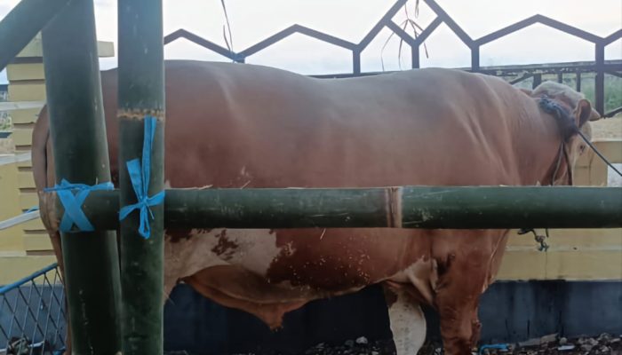 Nama-nama Unik Sapi Kurban Presiden Prabowo di Sulbar, Ada Hulk dengan Bobot 1,1 Ton