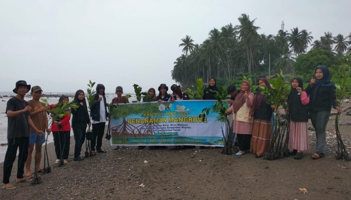 Warga dan Mahasiswa Unika Mamuju Tanam 200 Bibit Mangrove di Pantai Maliaya, Upaya Selamatkan Ekosistem Laut