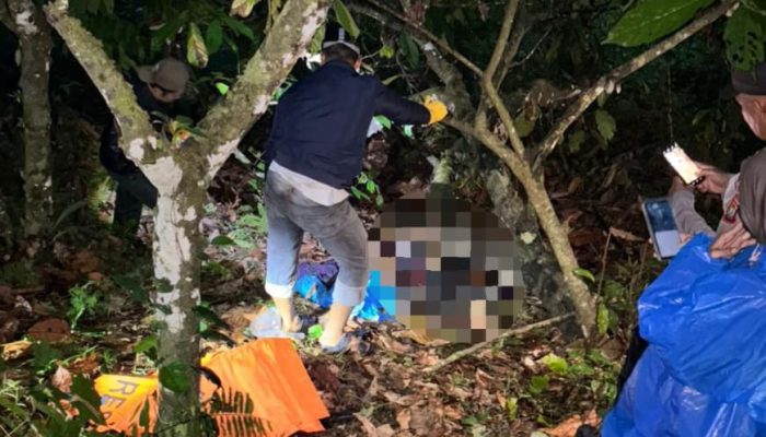 Sepekan Menghilang, Petani di Bulo Polman Ditemukan Meninggal Dunia di Kebun Kakao