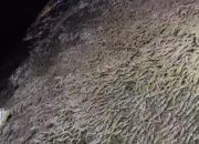 Jutaan Udang Naik ke Darat di Mamuju, Benarkah Pertanda Bahaya? Ini Penjelasannya