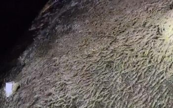 Jutaan Udang Naik ke Darat di Mamuju, Benarkah Pertanda Bahaya? Ini Penjelasannya