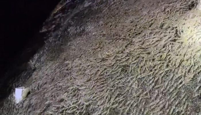 Jutaan Udang Naik ke Darat di Mamuju, Benarkah Pertanda Bahaya? Ini Penjelasannya