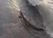 Krisis Pakan! Buaya di Mamuju Tengah Terpaksa Dilepas dari Penangkaran, Warga Cemas