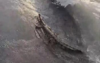 Krisis Pakan! Buaya di Mamuju Tengah Terpaksa Dilepas dari Penangkaran, Warga Cemas