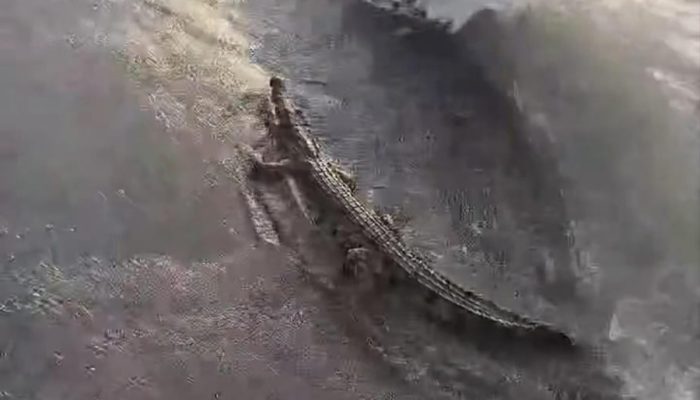 Krisis Pakan! Buaya di Mamuju Tengah Terpaksa Dilepas dari Penangkaran, Warga Cemas