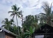 Jatuh dari pohon durian