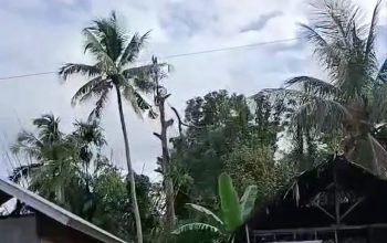 Jatuh dari pohon durian