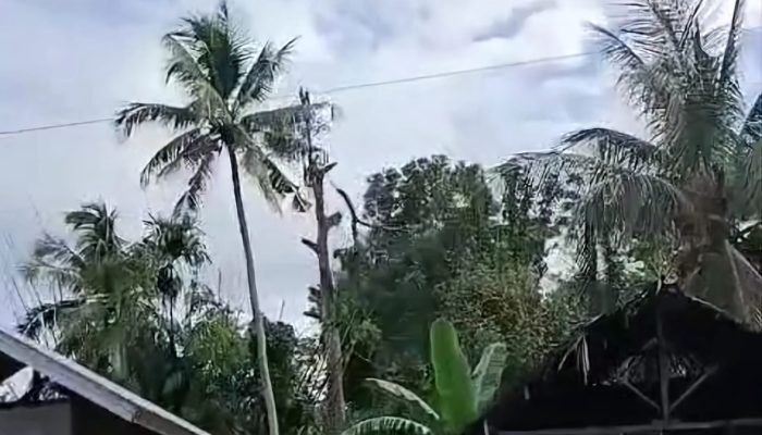 Warga di Mamuju Tewas Usai Jatuh Dari Pohon Durian yang Sedang Pangkas